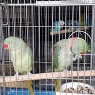 خریدار کاسکو و شاه طوطی