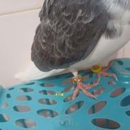 دلیجان عالی ودستی