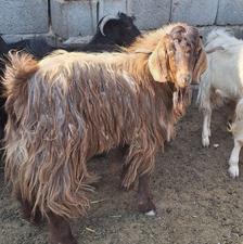 بزغاله نر چاق چاق سرک دار.بز .نربز.میش. بره