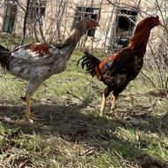 دو عدد خروس لاری فروشی