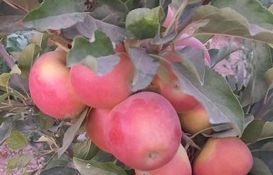 1100 متر باغ میوه کشاورزی