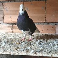 کبوتر پرشی آس