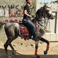 نریان جوان بشدت دمگیر و سواریدار