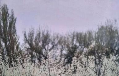 3500 متر باغ با مجوز درختان اجیلی