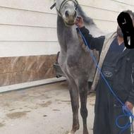 مادیان بسیار مشتی 9 دانگ واقعی