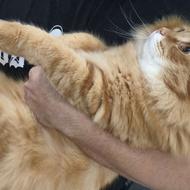 گربه پرشین اسکاتیش