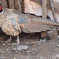 قرقاول آمریکایی طلایی و سیلور