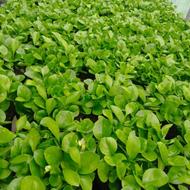 سبزه بهار نارنج