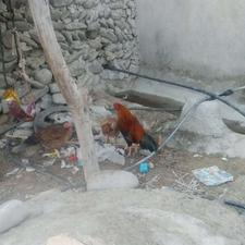 مرغ و حیوانات خانگی خروس