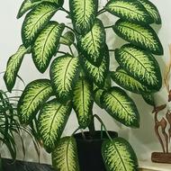 دیفن باخیا زیبا