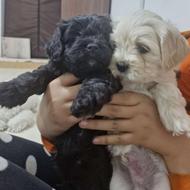 فروش سه عدد توله دوماهه