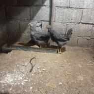 مرغ محلی سالم