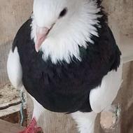 کبونرپرستویی وطوقی وسرور