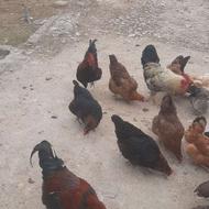 فروش مرغ و بوقلمون و ...