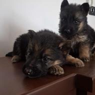 ت و ل ه ژرمن بلک انتن