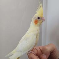 عروس هلندی نر