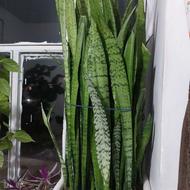 گل سانسوریا