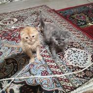 گربه اسکاتیش