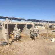 گاوداری صنعتی 20راسی