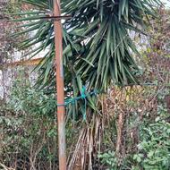 یوکا تنه قوی