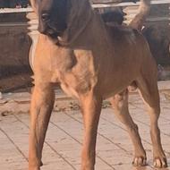 واگذاری سگ سرابی 24 ماهه