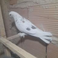 دوتاحیون خوب فروشی