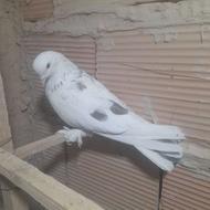 دوتاحیون خوب فروشی