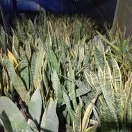 فروش گل های آپارتمانی