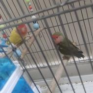 طوطی برزیلی