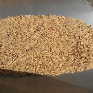 بذر طارم هاشمی دابو (تیم بینج)