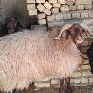 بره قوچ جوان