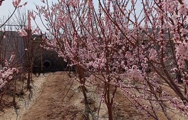 باغ 500متری با درختان بارور