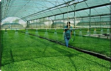 اجاره گلخانه صنعتی جهت بانک نشا برنج به مساحت 1700 متر