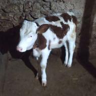 گوساله سیمینتال ماده