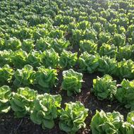 کاهو محلی و سالم