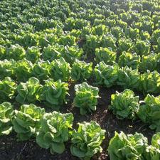 کاهو محلی و سالم