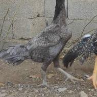 مرغ میکس هندی اوشامو