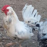 تخم مرغ نطفه دار نژاد گلین ریشو و چهل تاج