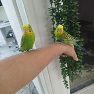 جفت مرغ عشق نر و ماده