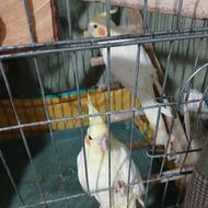 فروش یا جابجایی طوطی عروس لوتینو جفت