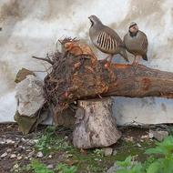 تعداد 4 عدد کبک پرورشی صحیح و سالم