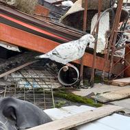 کبوتر مسافتی جفت دوبر