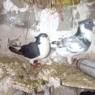 کفتر فروشی سوسکی نر