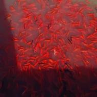 ماهی قرمز شب عید