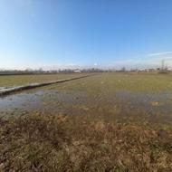 فروش یک هکتار زمین شالیزار سنگر روستای شیخعلی بست