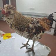 یک عدد خروس گلین و یک جوجه دوتک