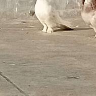 کبوتر تکپر ساعت بالا