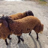 بره ناب وعالی...تخمی. داشتی.