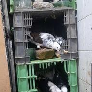 فروش کبوتر پرشی اس