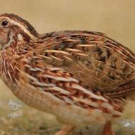 20 عدد بلدرچین جوان تخمگذار